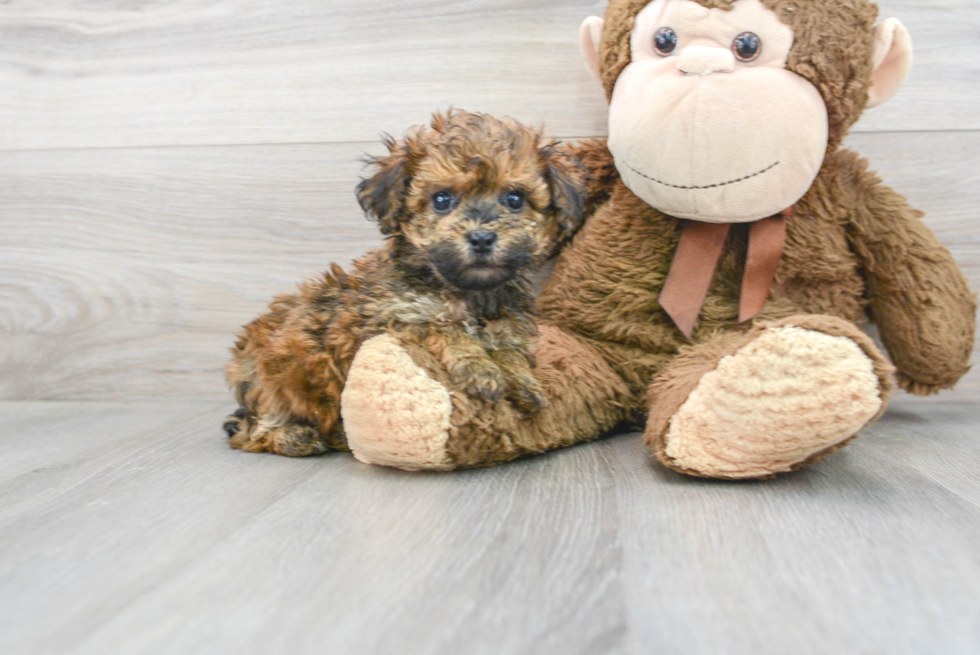 Popular Poochon Poodle Mix Pup