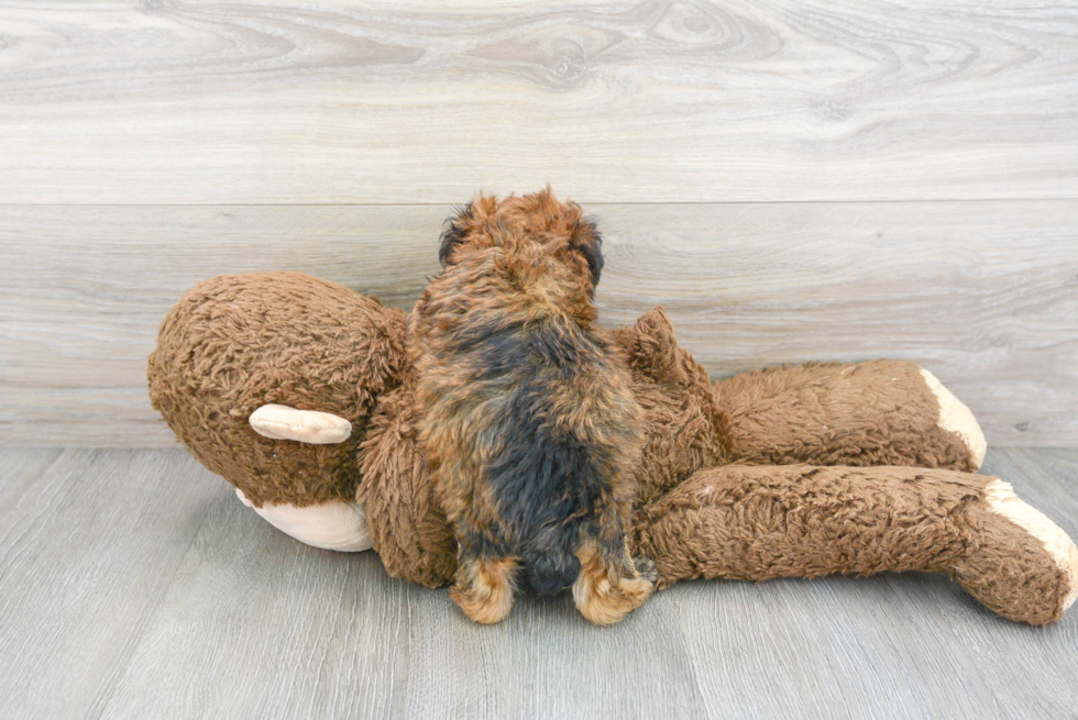 Popular Poochon Poodle Mix Pup