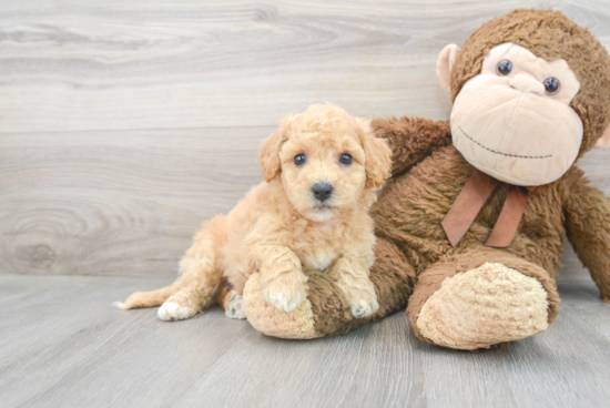 Poochon Pup Being Cute