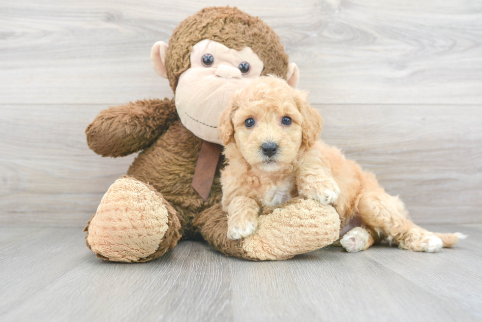 Energetic Bichpoo Poodle Mix Puppy