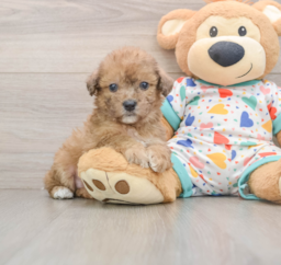 6 week old Poochon Puppy For Sale - Premier Pups