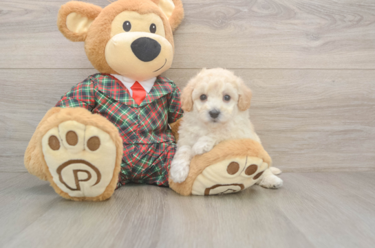 Popular Poochon Poodle Mix Pup