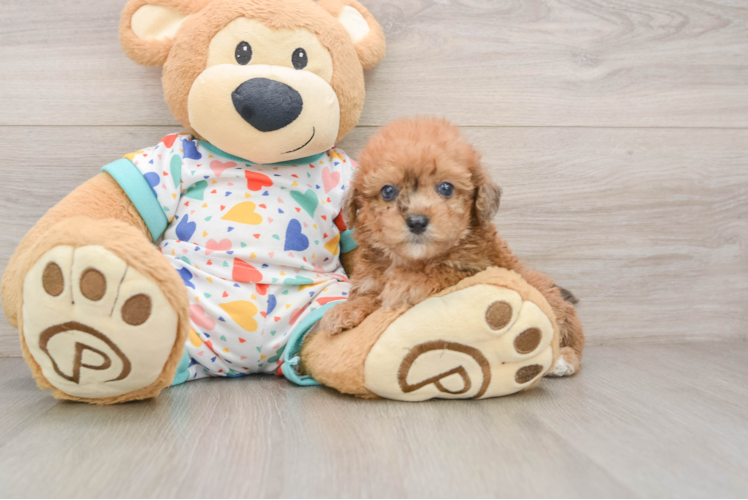 Popular Poochon Poodle Mix Pup