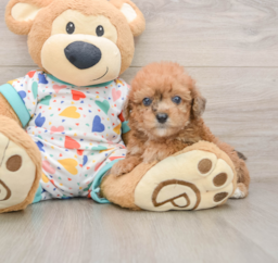 7 week old Poochon Puppy For Sale - Premier Pups