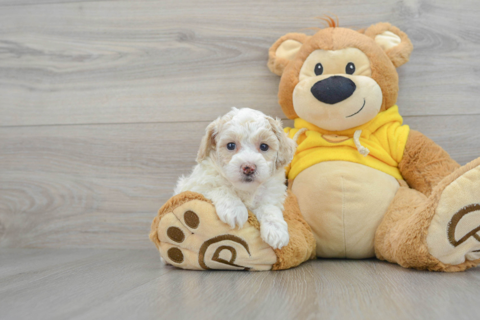 Fluffy Poochon Poodle Mix Pup