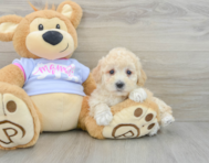 6 week old Poochon Puppy For Sale - Premier Pups