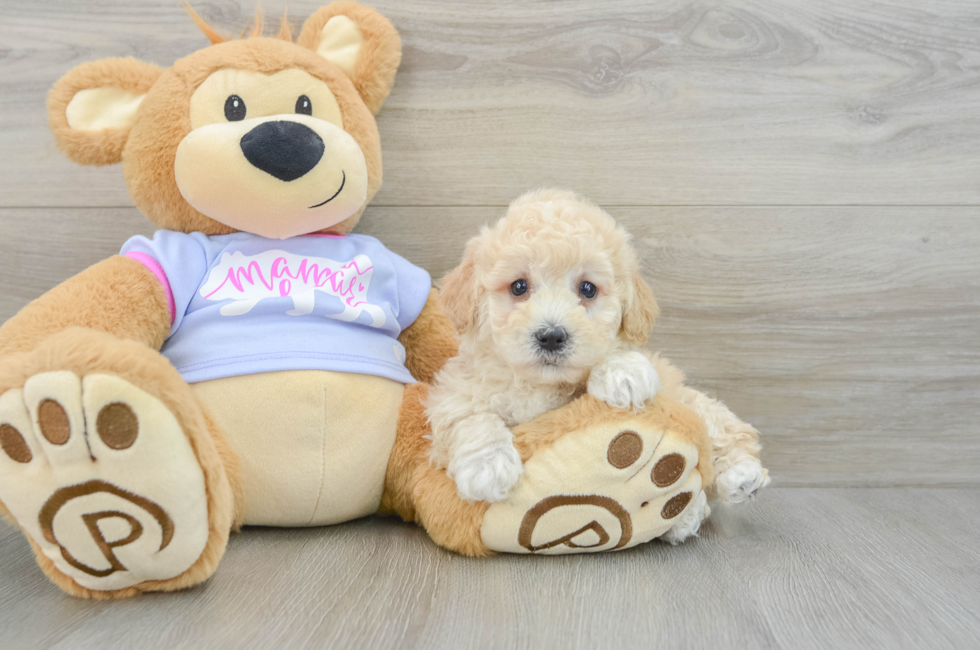 6 week old Poochon Puppy For Sale - Premier Pups