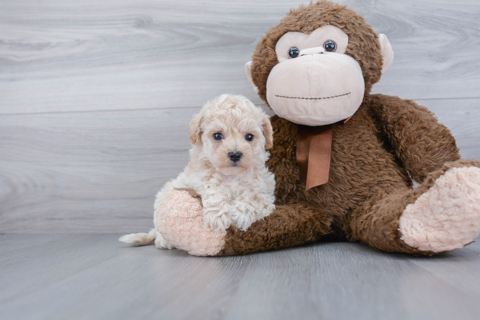 Hypoallergenic Bichpoo Poodle Mix Puppy