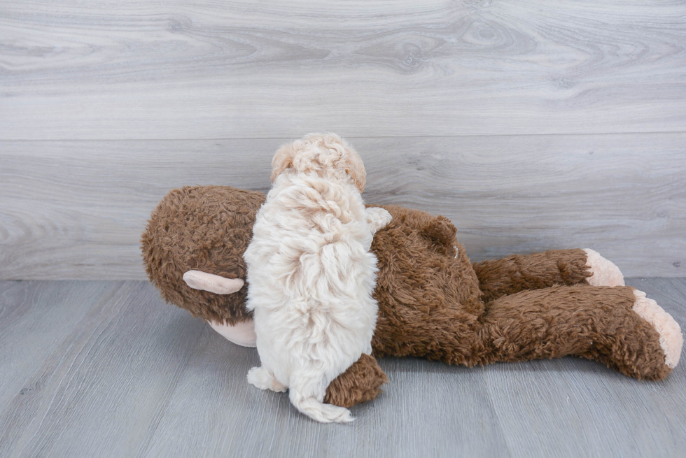 Playful Bichpoo Poodle Mix Puppy