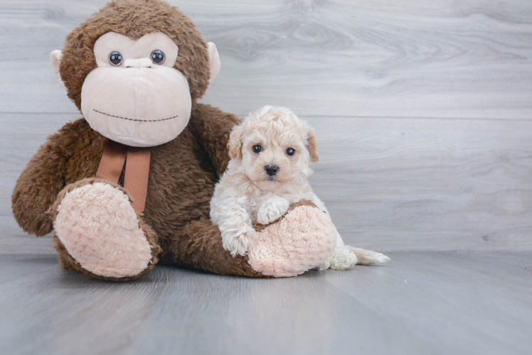 Fluffy Poochon Poodle Mix Pup