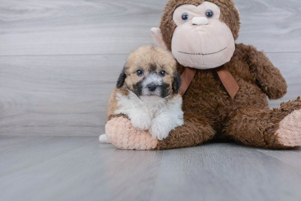 Petite Poochon Poodle Mix Pup