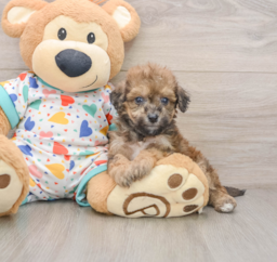 7 week old Poochon Puppy For Sale - Premier Pups