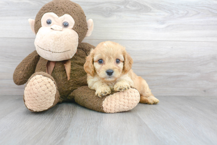 Poochon Pup Being Cute