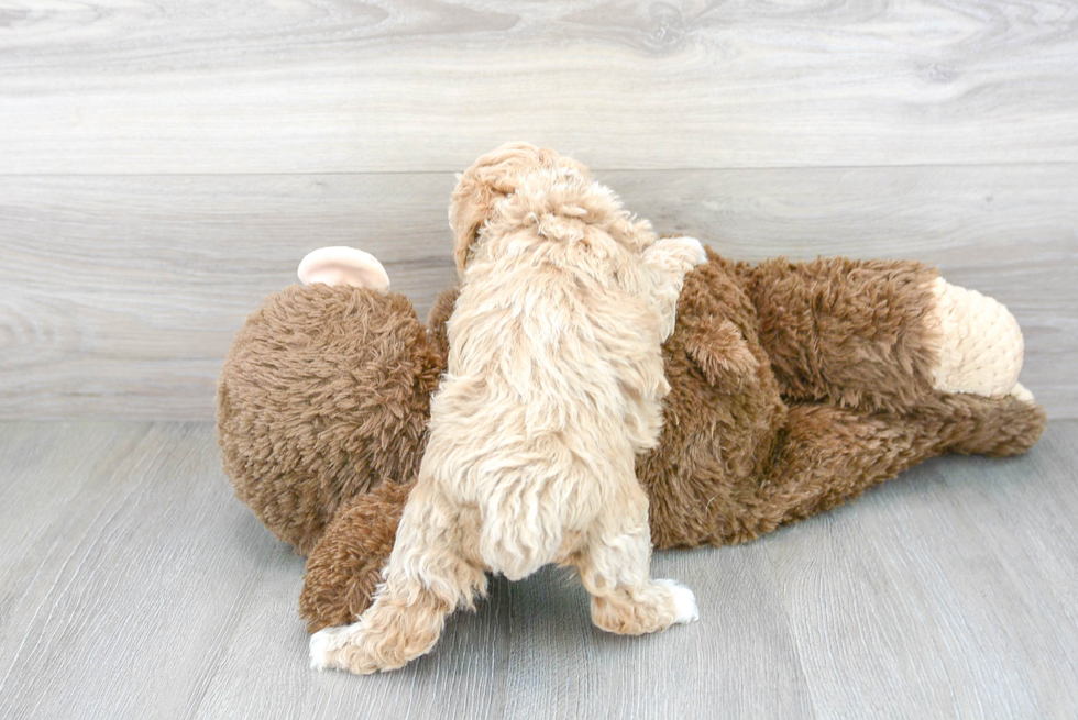 Friendly Poochon Baby