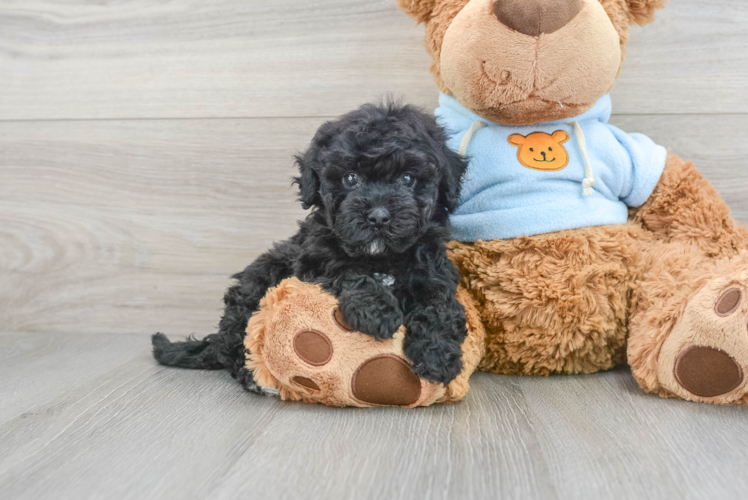 Popular Poochon Poodle Mix Pup