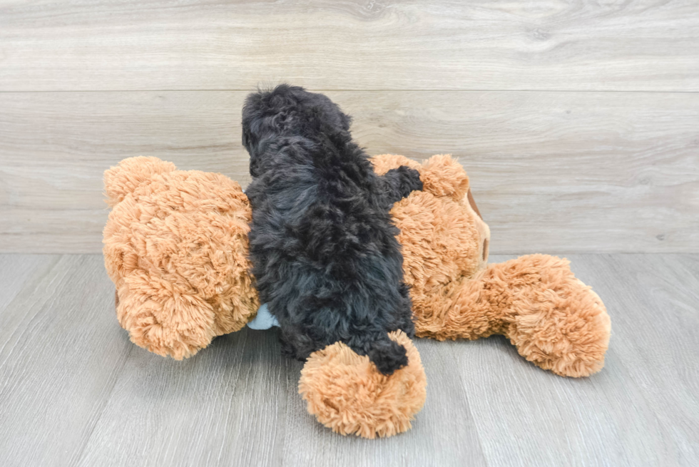 Petite Poochon Poodle Mix Pup