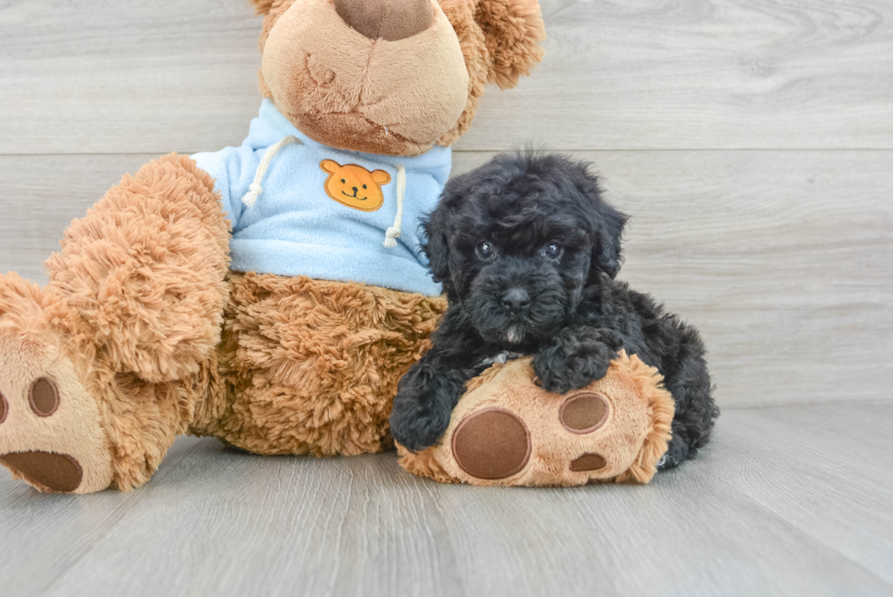 Best Poochon Baby