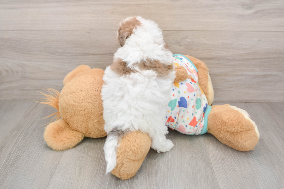 Cute Poochon Baby