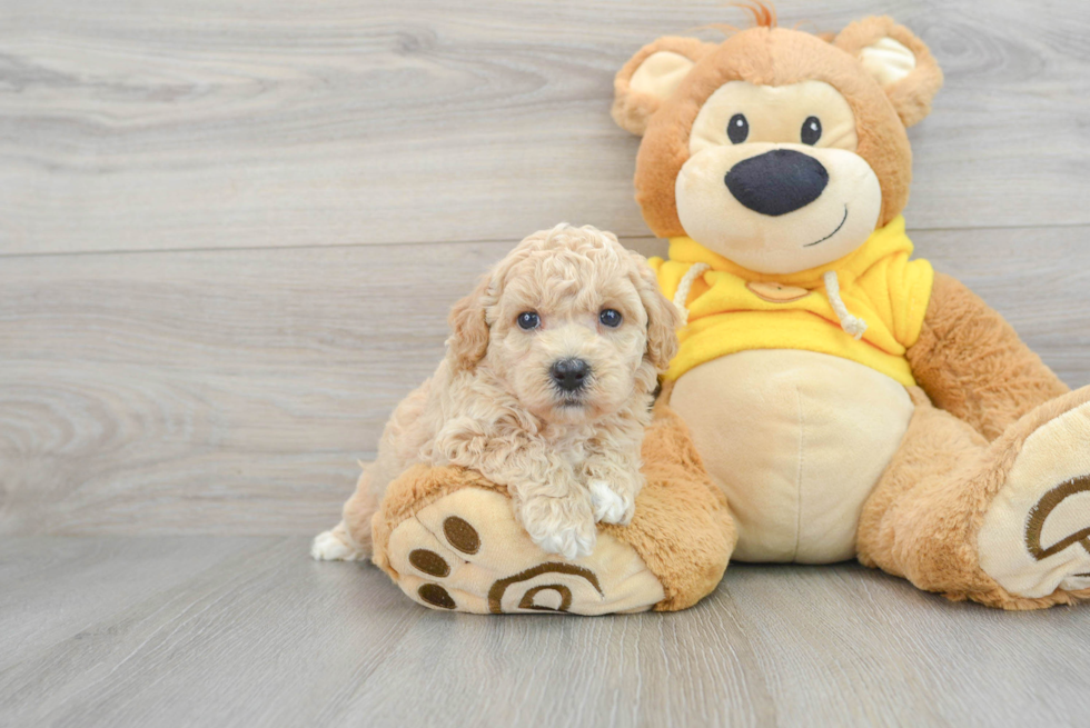 Poochon Puppy for Adoption
