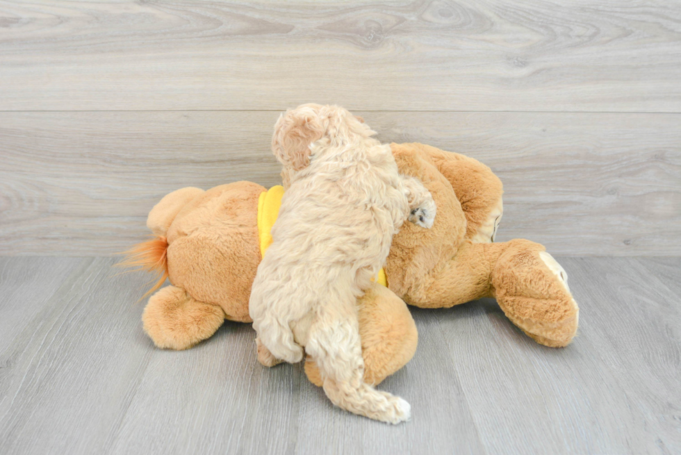 Best Poochon Baby