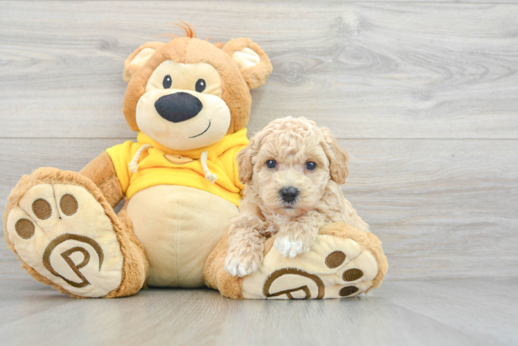 Fluffy Poochon Poodle Mix Pup