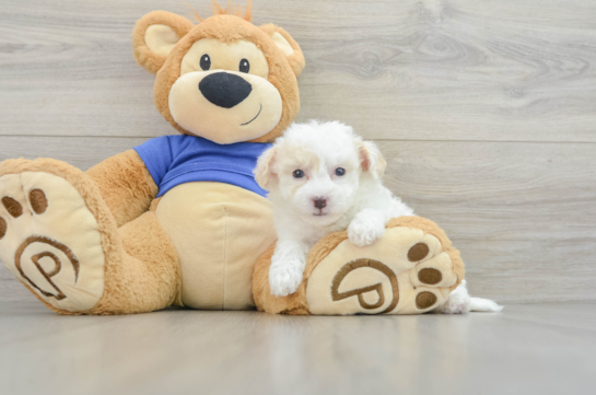 Playful Bichpoo Poodle Mix Puppy