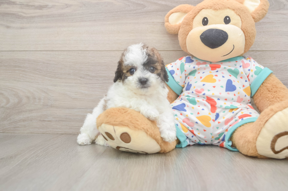 5 week old Poochon Puppy For Sale - Premier Pups