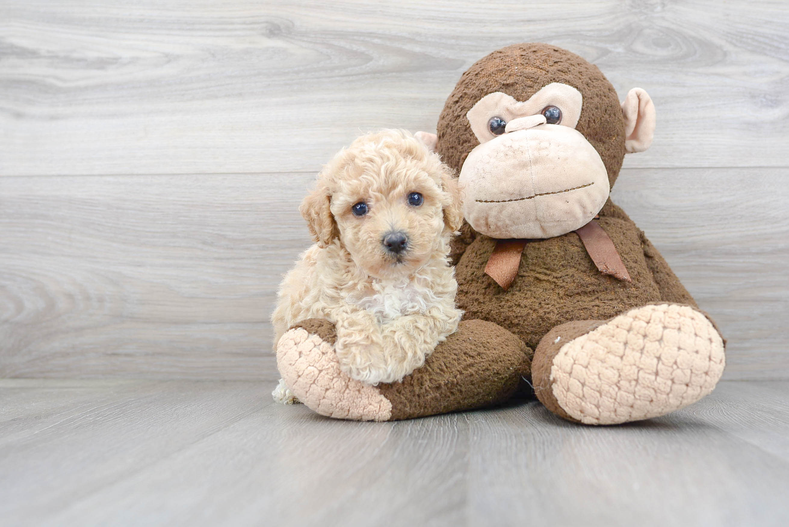 Energetic Bichpoo Poodle Mix Puppy