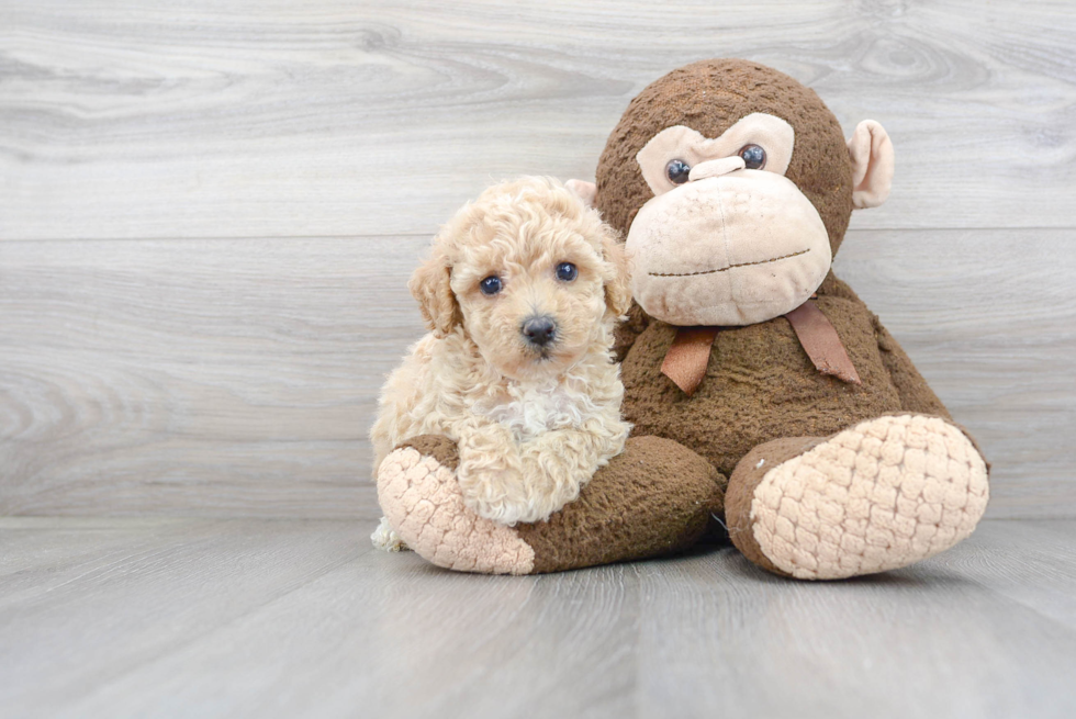 Energetic Bichpoo Poodle Mix Puppy