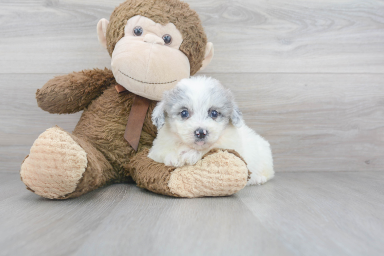 Cute Poochon Poodle Mix Pup