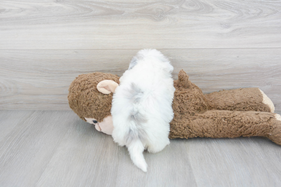 Poochon Puppy for Adoption