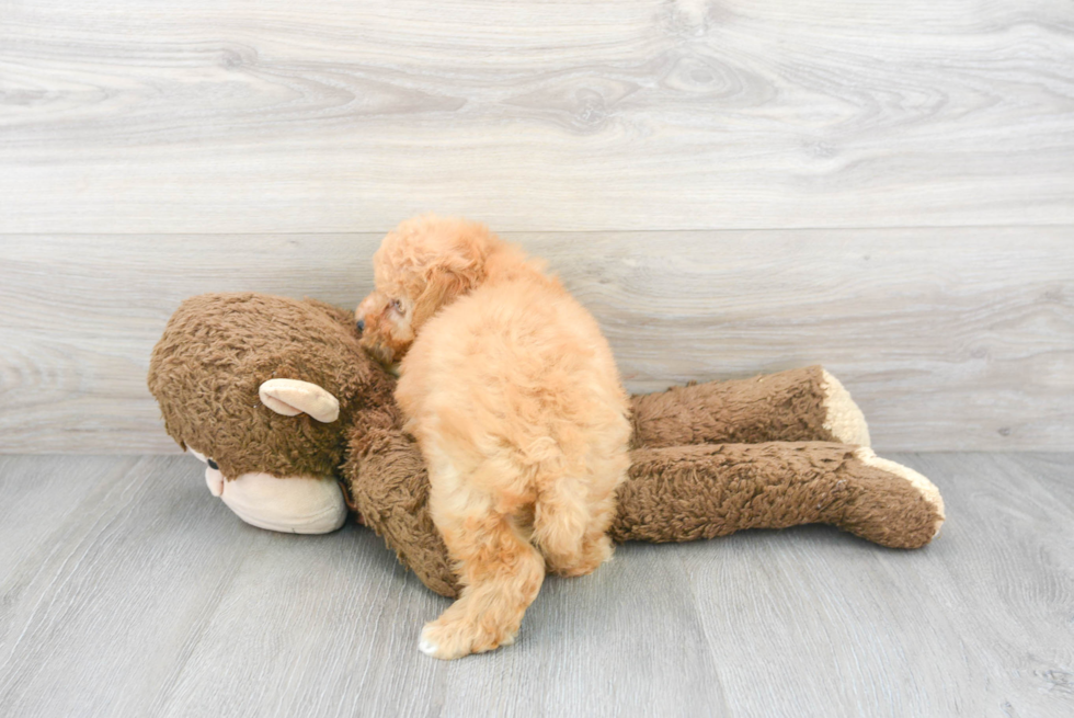 Fluffy Poochon Poodle Mix Pup