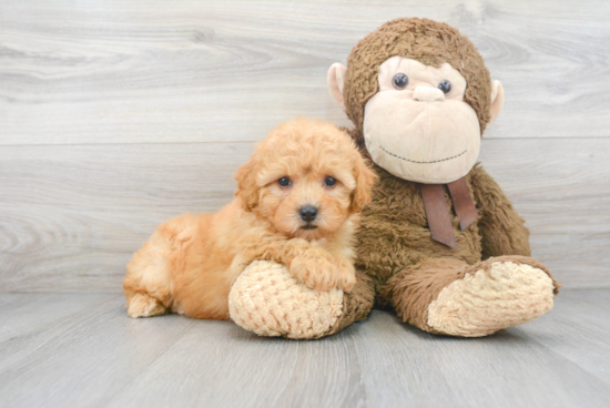 Friendly Poochon Baby