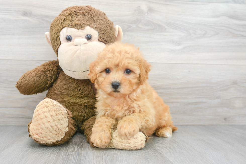 Friendly Poochon Baby