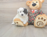 6 week old Poochon Puppy For Sale - Premier Pups