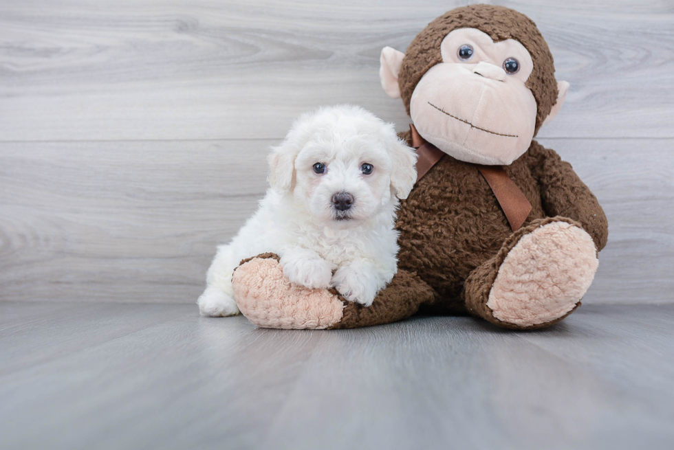 Poochon Puppy for Adoption