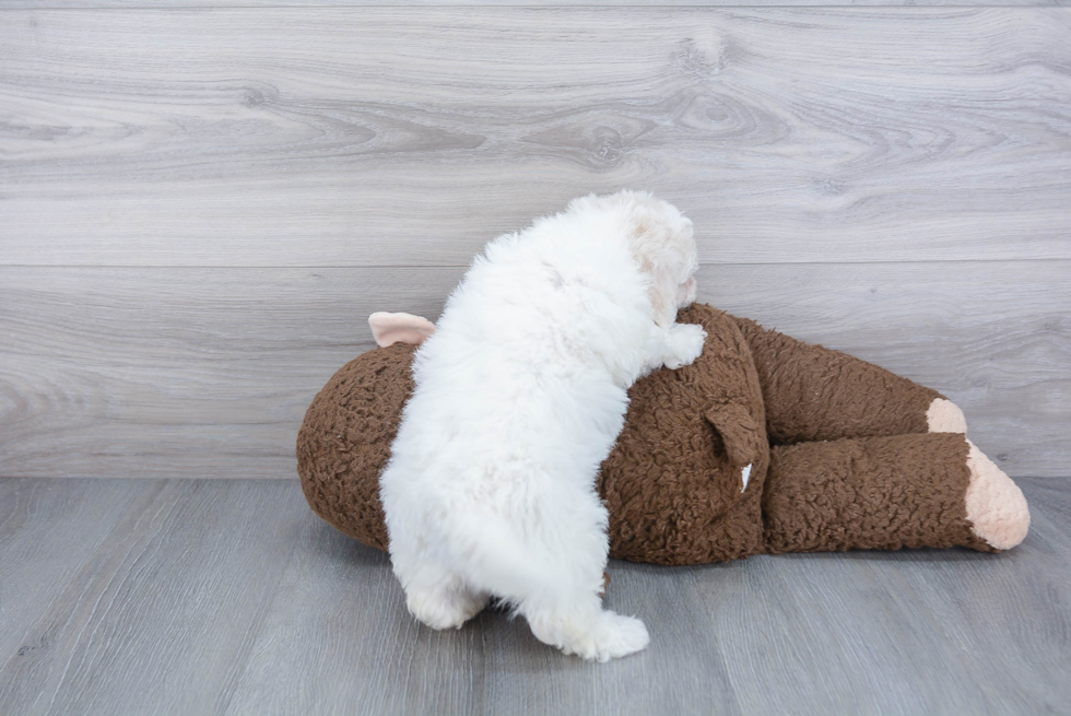 Funny Poochon Poodle Mix Pup