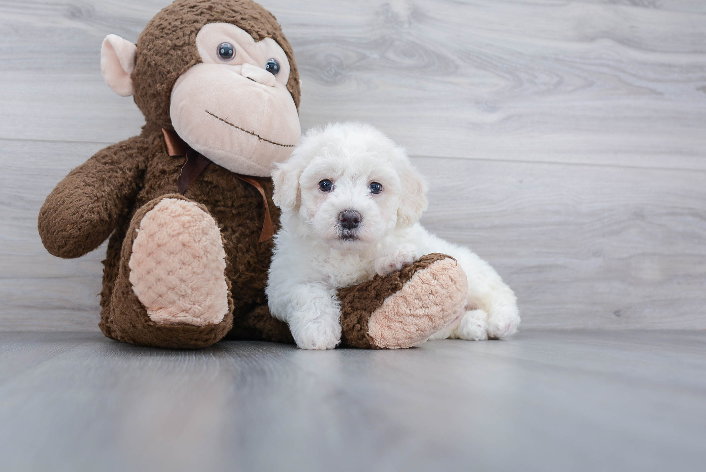 Best Poochon Baby