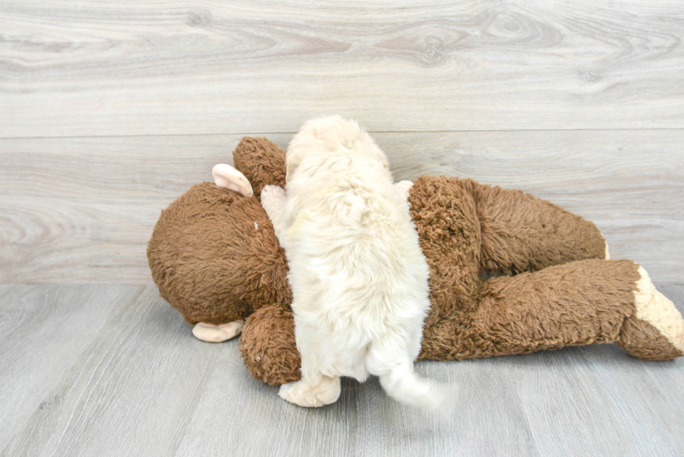 Friendly Poochon Baby