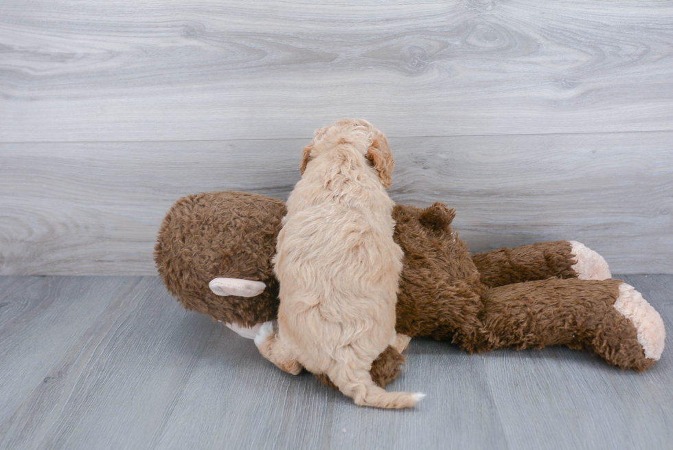 Popular Poochon Poodle Mix Pup