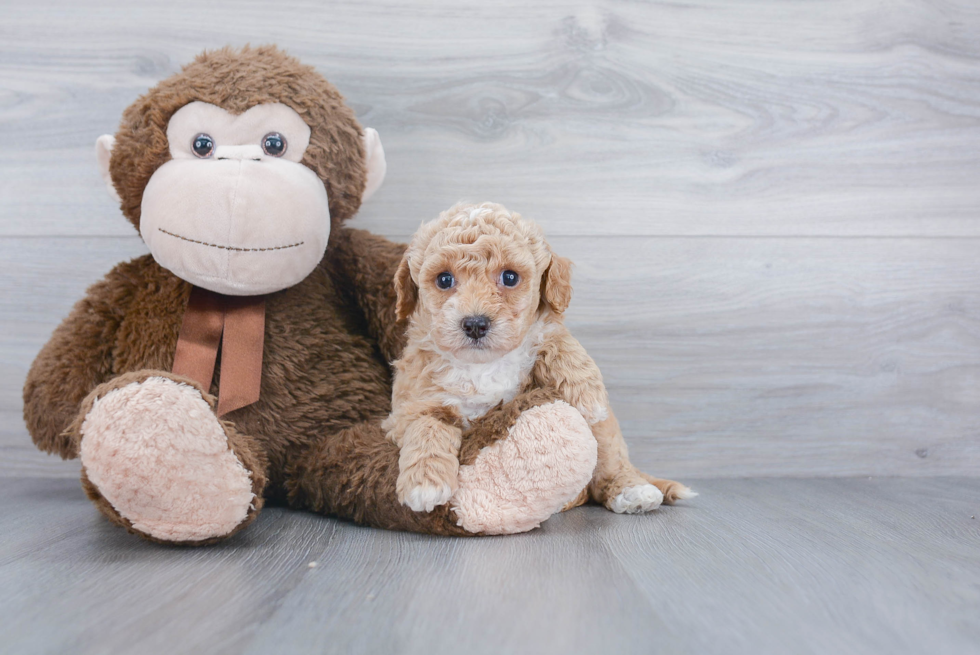 Little Bichpoo Poodle Mix Puppy