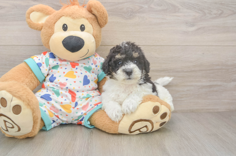 5 week old Poochon Puppy For Sale - Premier Pups