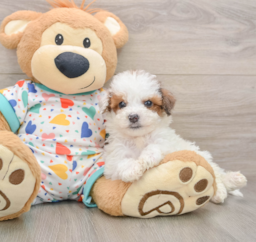 7 week old Poochon Puppy For Sale - Premier Pups