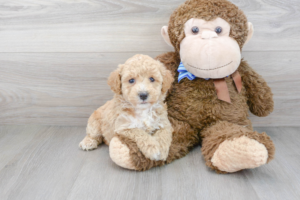 Poochon Puppy for Adoption