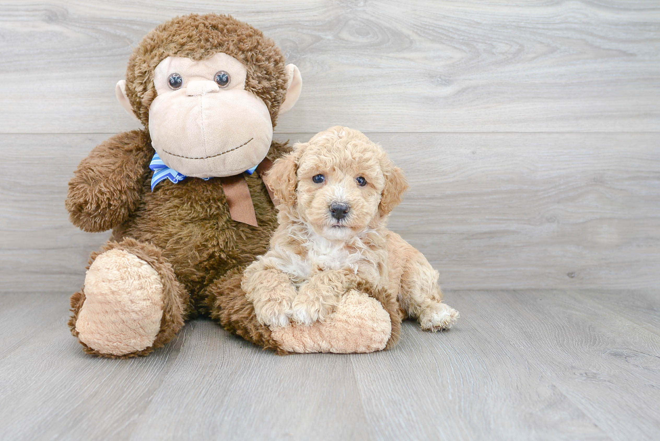 Cute Poochon Poodle Mix Pup