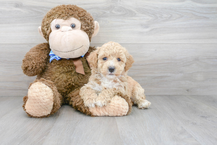 Cute Poochon Poodle Mix Pup
