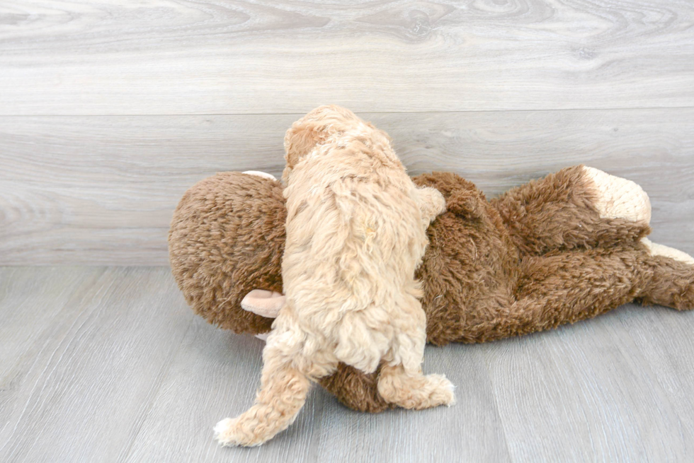 Best Poochon Baby