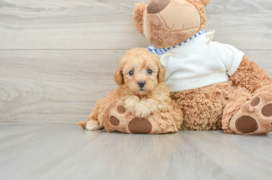 Little Bichpoo Poodle Mix Puppy