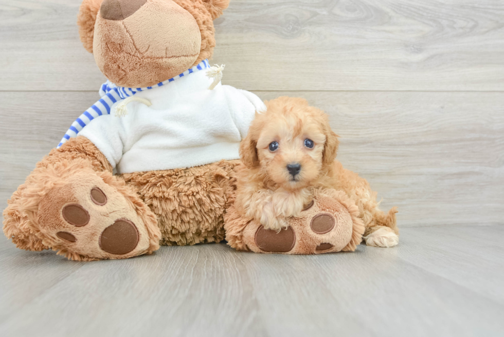 Poochon Puppy for Adoption