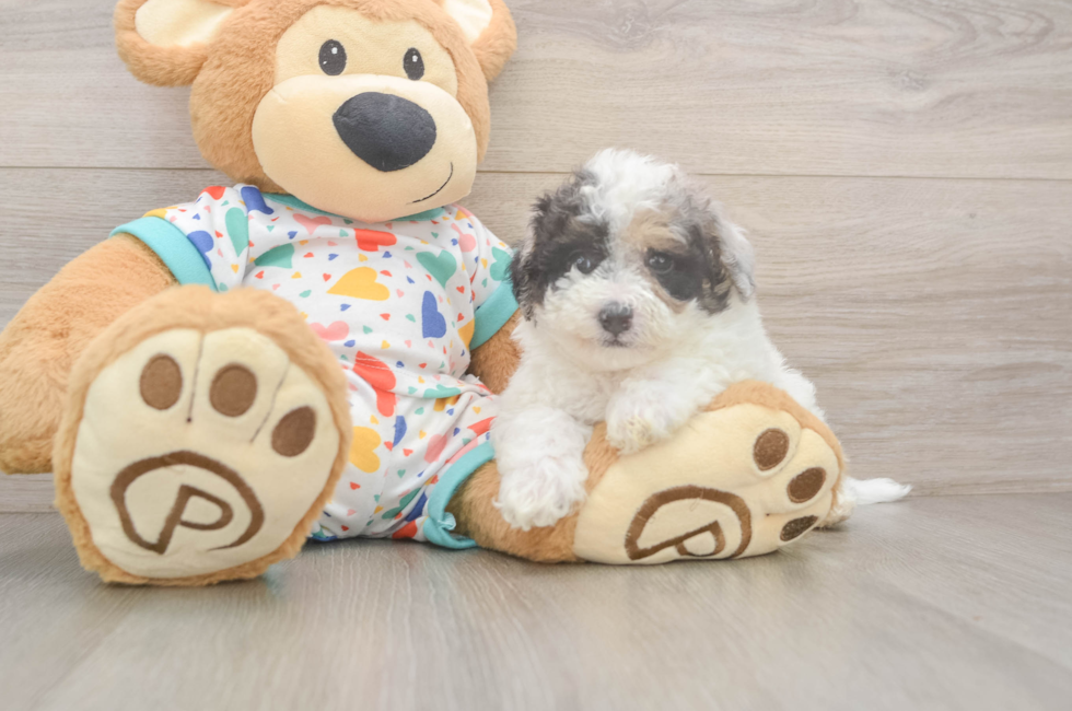 5 week old Poochon Puppy For Sale - Premier Pups